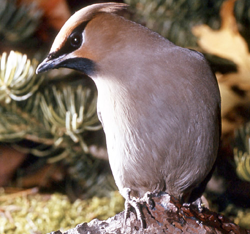 Bohemian Waxwing