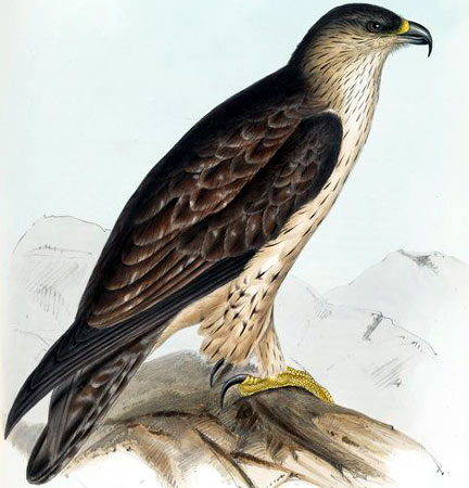 Bonelli's Eagle