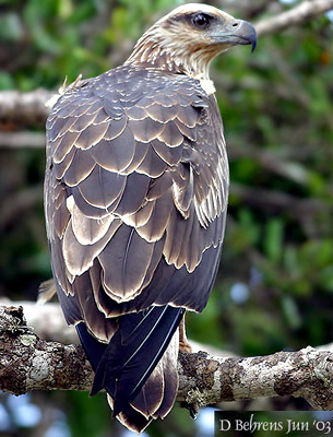 Booted Eagle