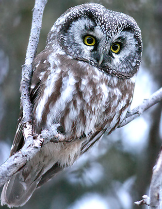 Boreal Owl