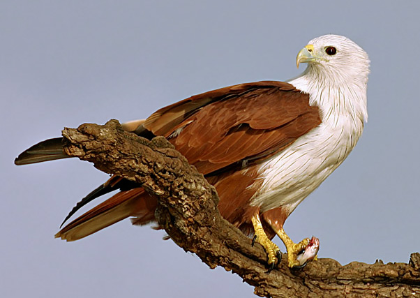 Brahminy Kite