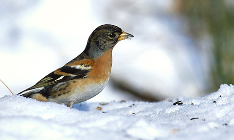 Brambling