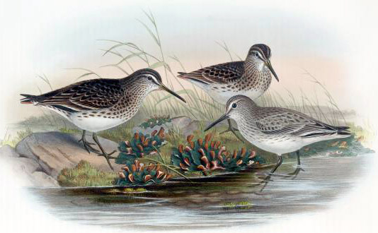 Broad-billed Sandpiper