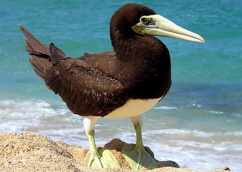 Brown Booby