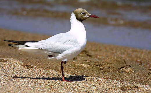 Brown-headed Gull