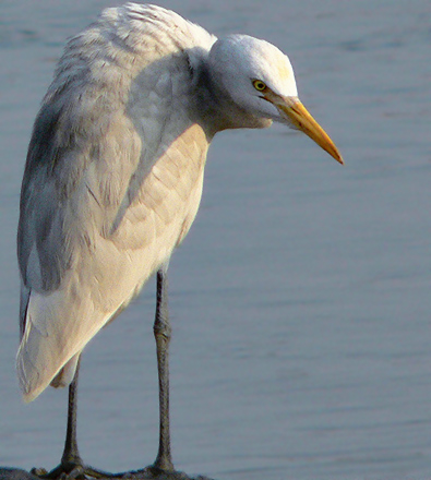 Cattle Egret