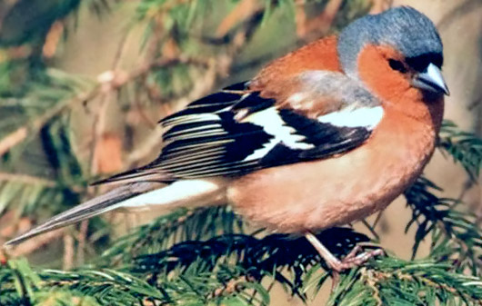 Chaffinch