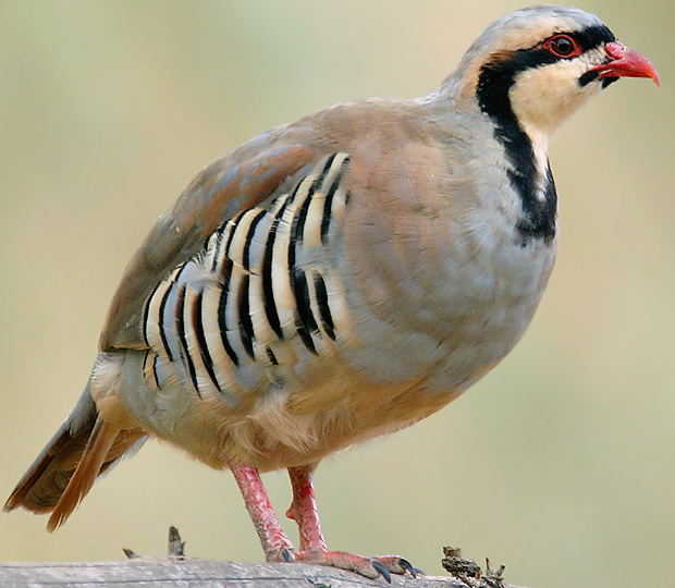 Chukar Partridge