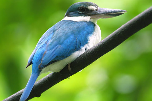 Collared Kingfisher