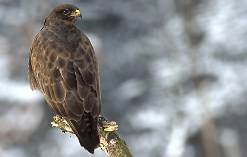 Common Buzzard