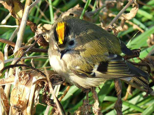 Common Goldcrest