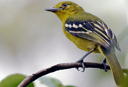 Common Iora