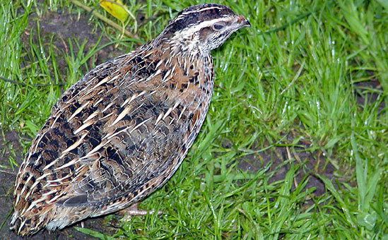 Common Quail