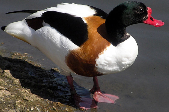 Common Shelduck