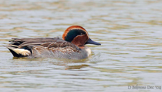 Common Teal