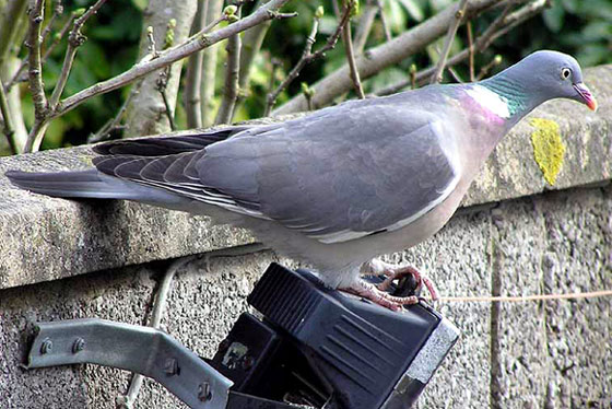 Common Wood Pigeon