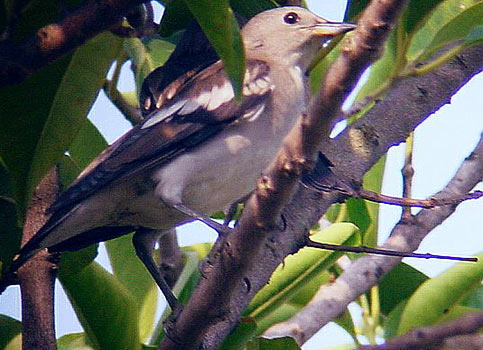 Purple-backed Starling