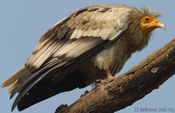 Egyptian Vulture