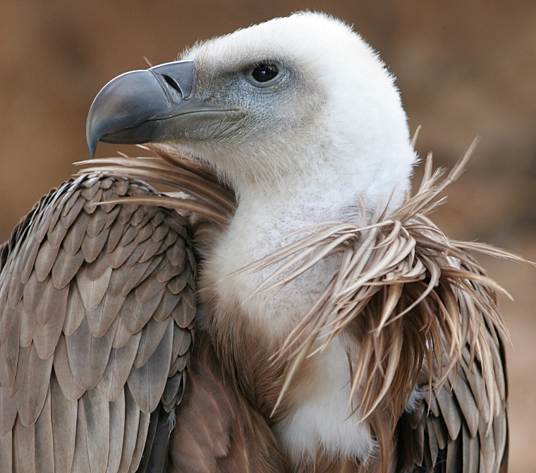 Gyps fulvus