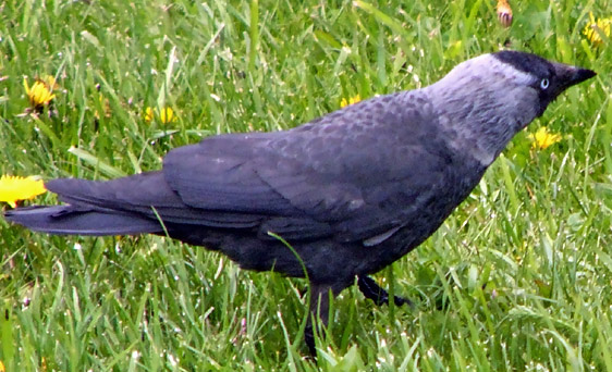 Eurasian Jackdaw