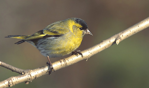 Eurasian Siskin