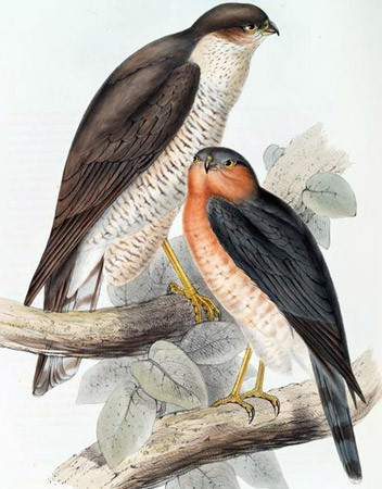 Eurasian Sparrow Hawk