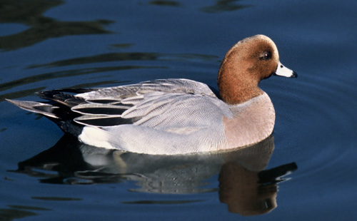 Eurasian Wigeon