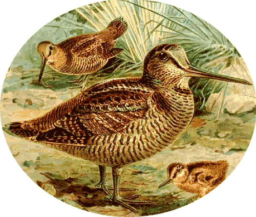 Eurasian Woodcock