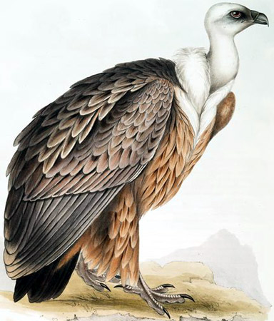 Eurasian Griffon