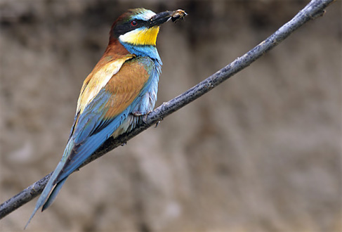 European Bee Eater