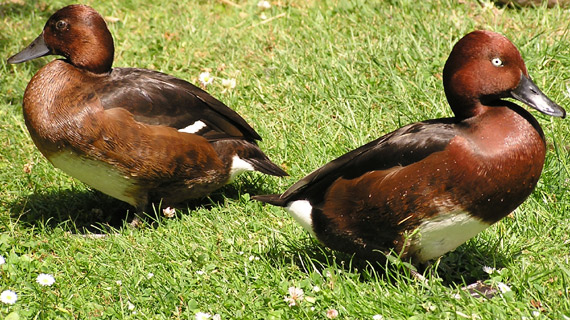 Ferruginous Pochard