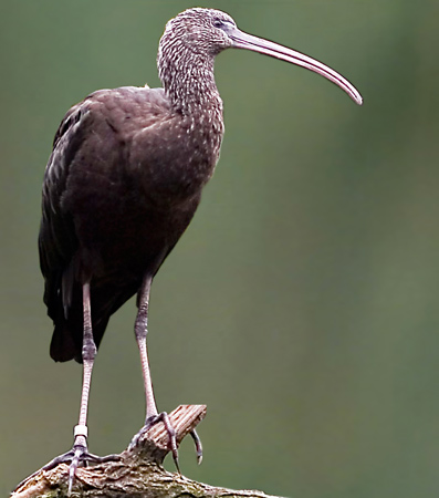 Glossy Ibis