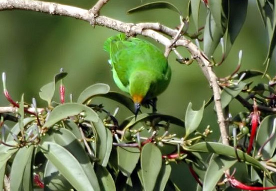 Golden-fronted Leafbird