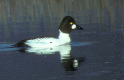 Common Goldeneye