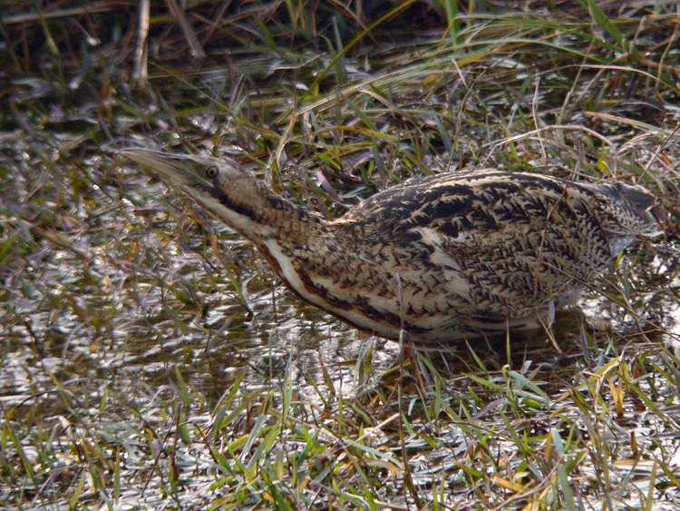 Great Bittern