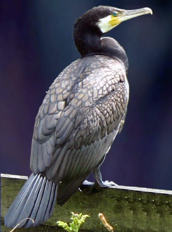 Great Cormorant