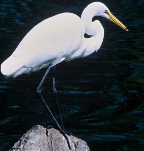 Great Egret