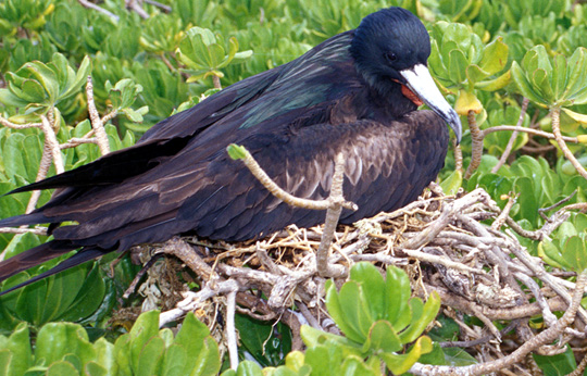 Great Frigatebird