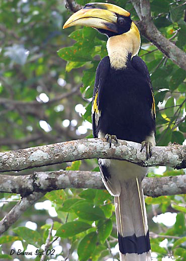 Great Hornbill