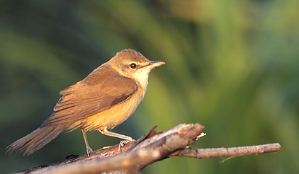 Great Reed Warbler