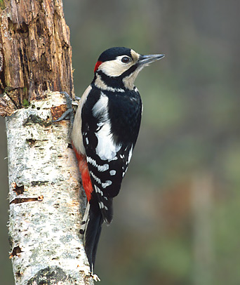 Great Spotted Woodpecker