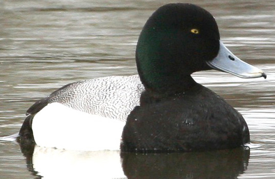 Greater Scaup