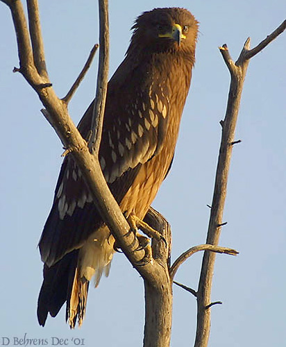 Greater Spotted Eagle