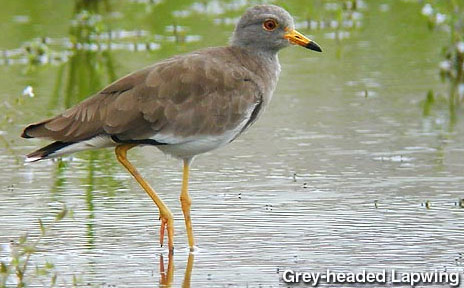 Grey-headed Lapwing