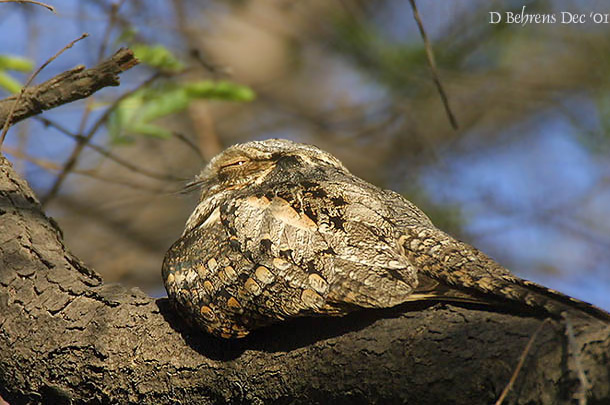 Grey Nightjar