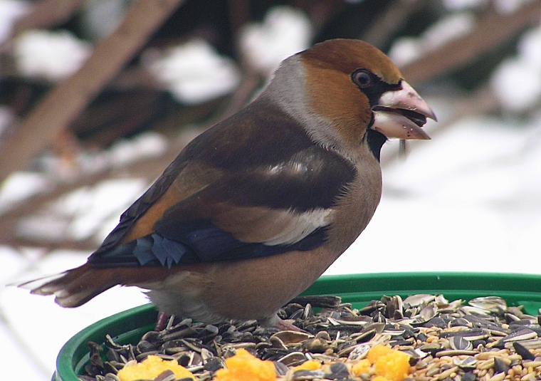 Hawfinch