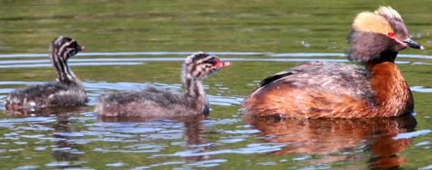 Horned Grebe