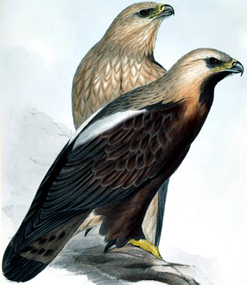 Imperial Eagle