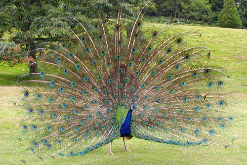 Blue Peacock