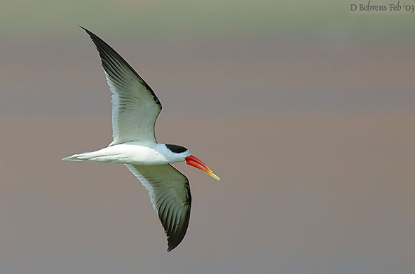 Indian Skimmer